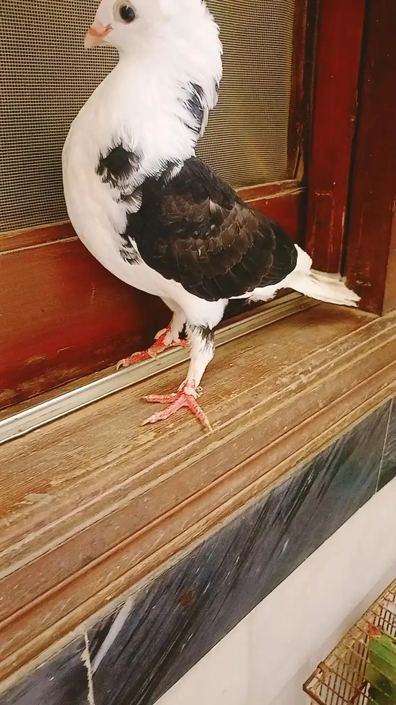 pigeon pair available age 1 year — photo 5
