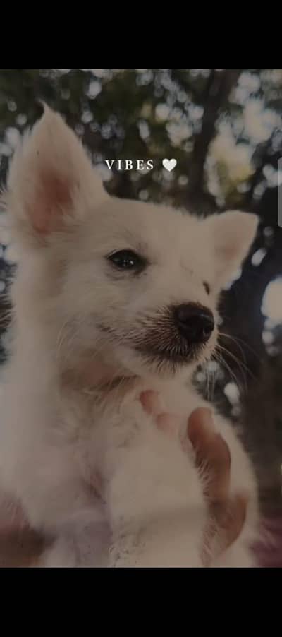 Russian Pomeranian female puppy