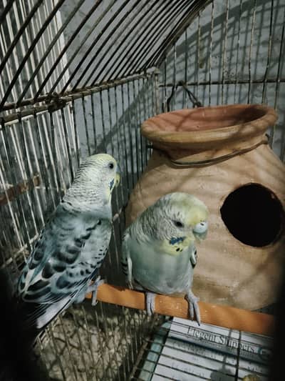 BUDGIES