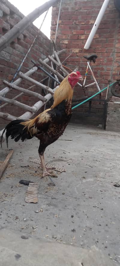 sure aseel cock