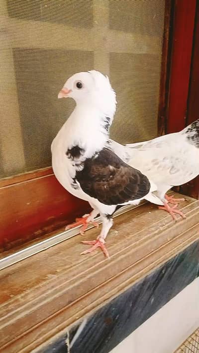 pigeon pair available age 1 year