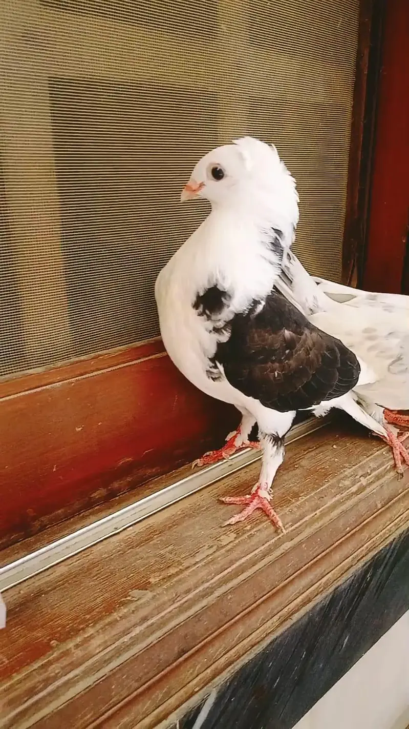 pigeon pair available age 1 year — photo 2
