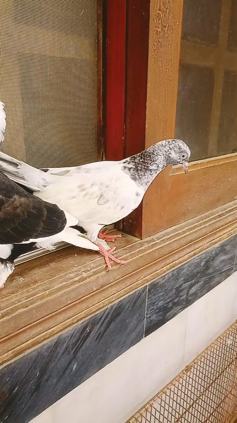pigeon pair available age 1 year — photo 3