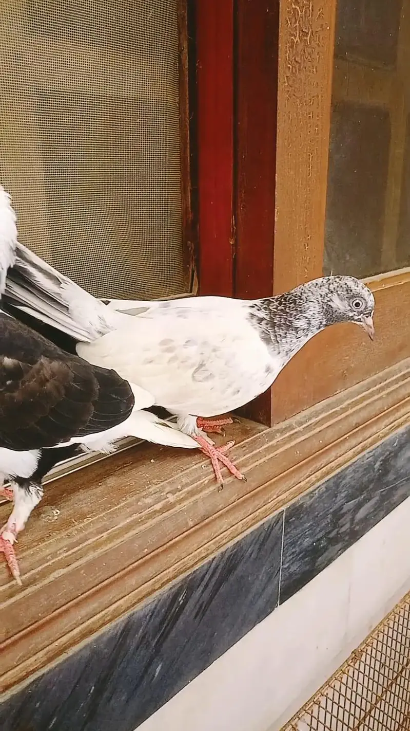 pigeon pair available age 1 year — photo 4