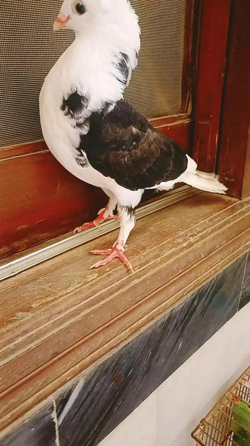 pigeon pair available age 1 year — photo 5