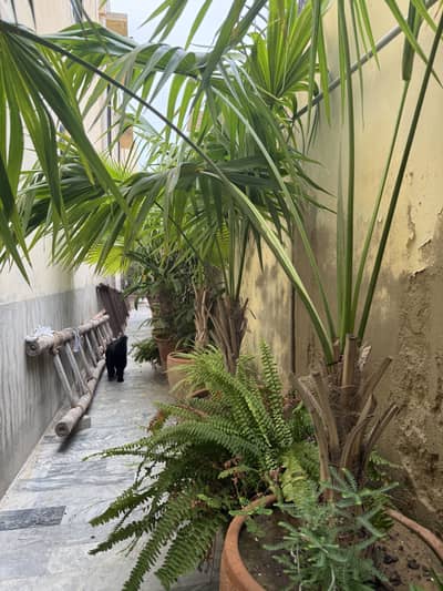 Medium sized palm trees for sale in karachi