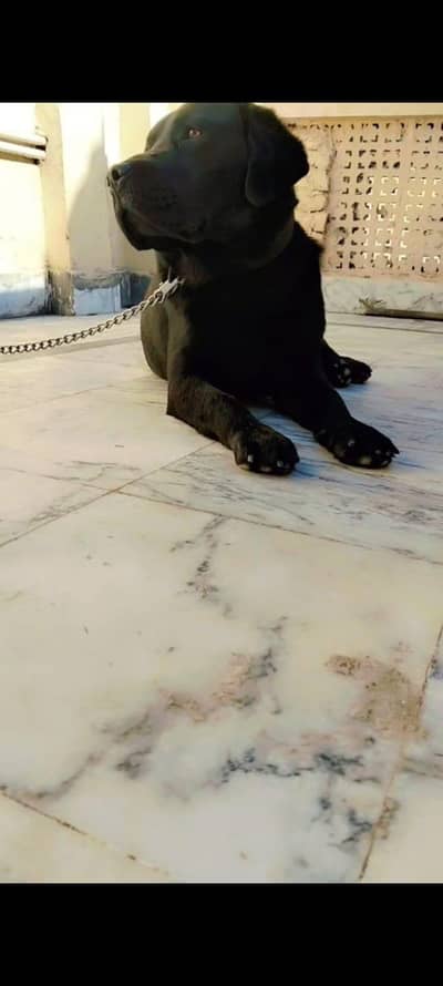 Labrador Male