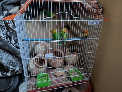 green Love birds parrots