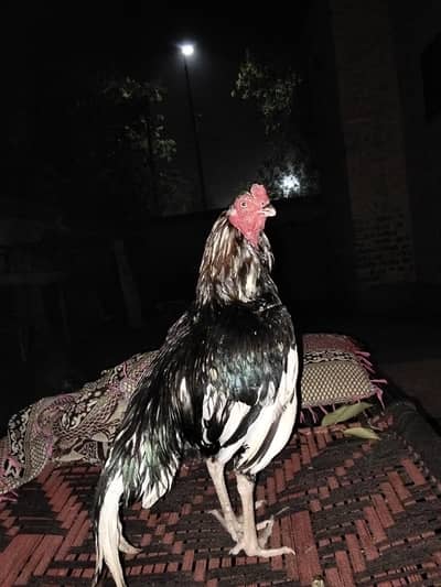 Lasani Patha for sale