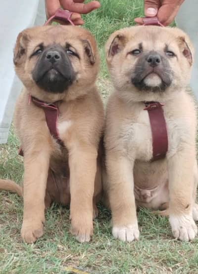 Afghan Kuchi  puppies | security dog | Afghan Kuchi kangal pair
