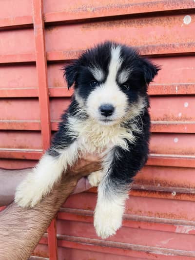 Siberian husky puppies watsapp no 03155455895
