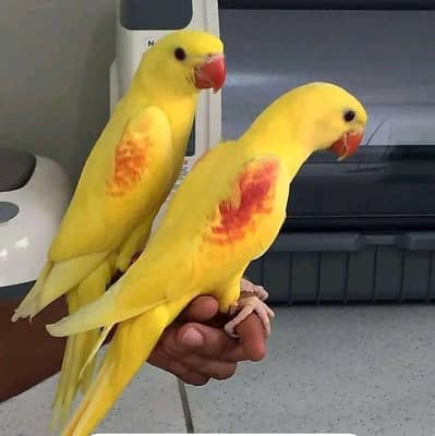 Alexander yellow parrot chicks