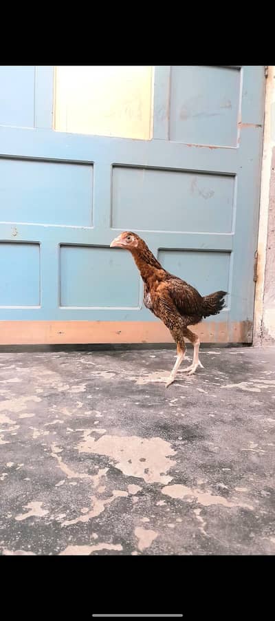 High Quality Dragon Aseel Hen