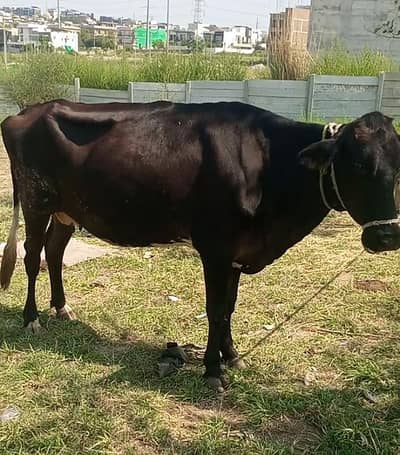 Jersey Cow and Sahiwal Cow
