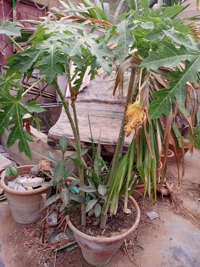 Plants