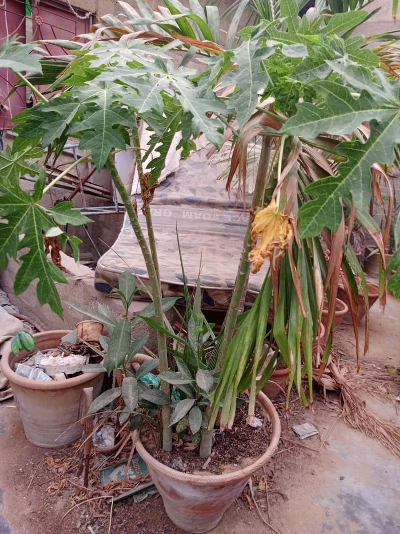 Plants 0