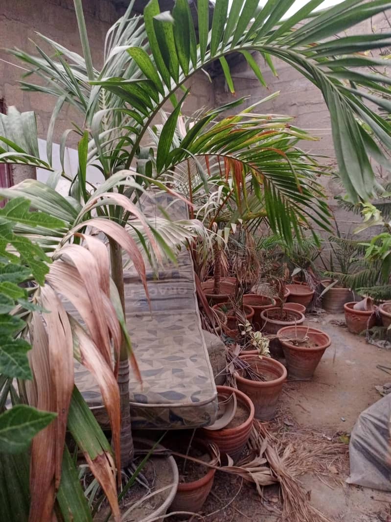 Plants 1