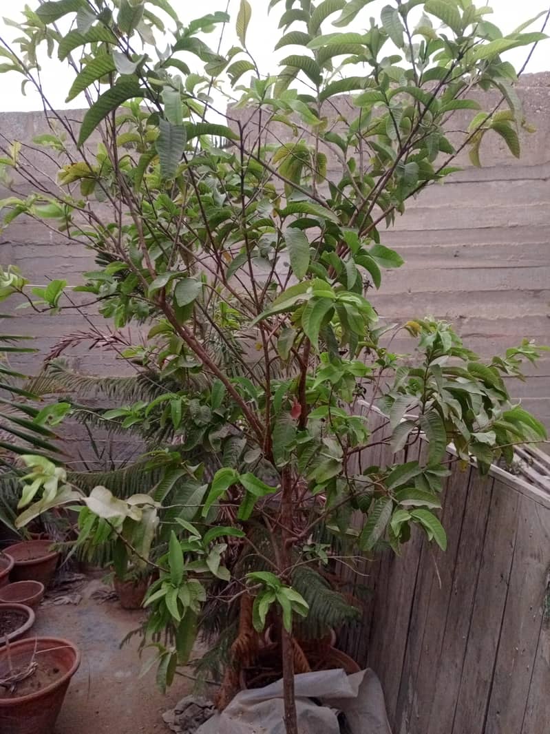 Plants 2