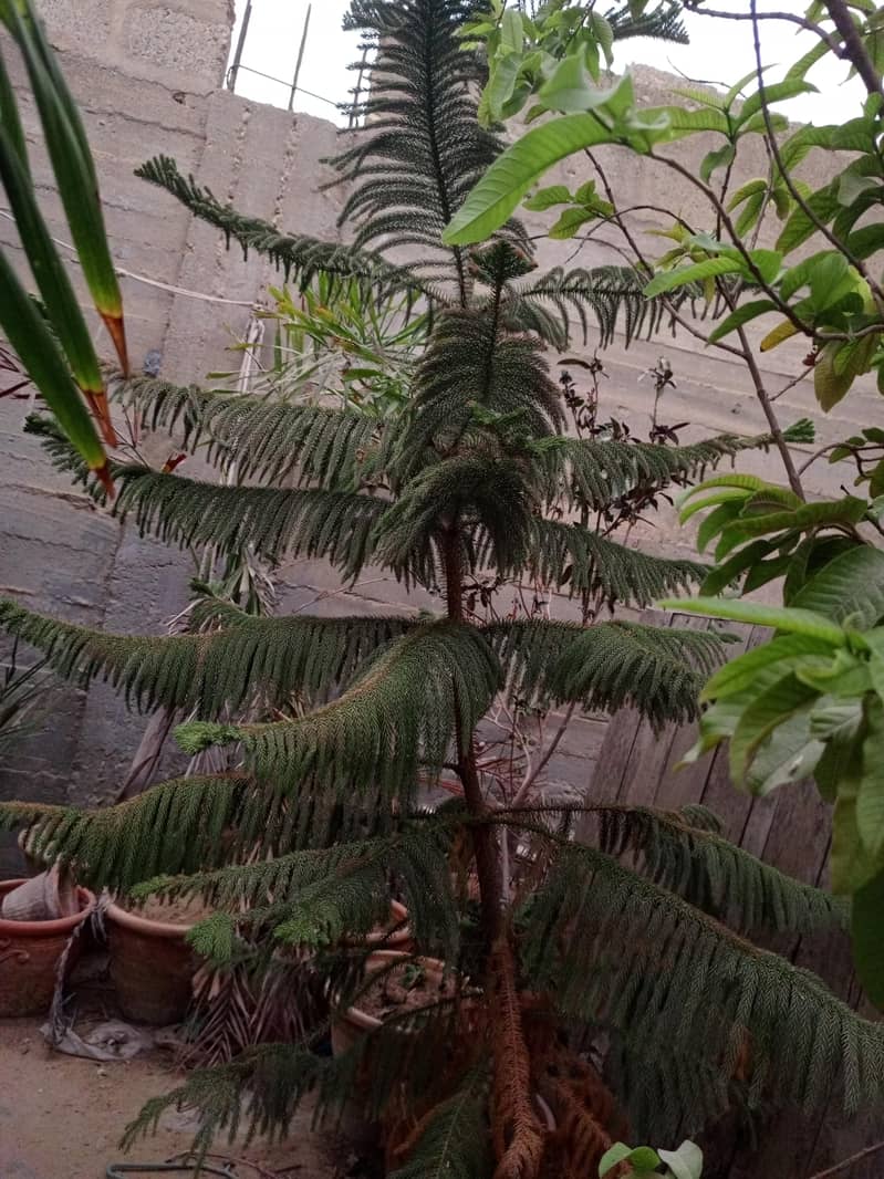 Plants 3