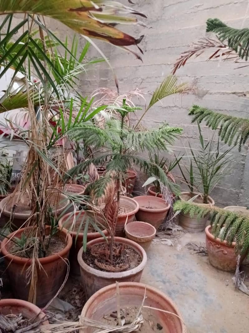 Plants 4