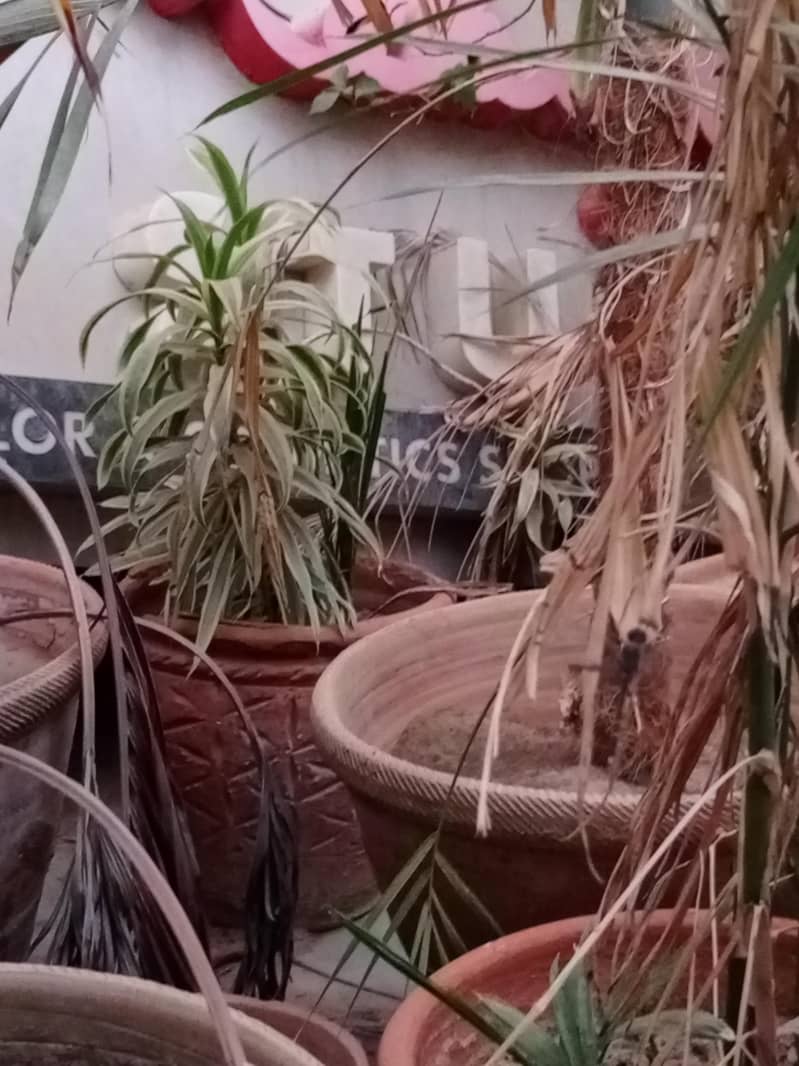 Plants 5