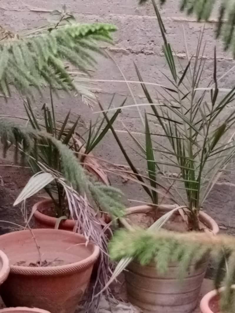 Plants 6