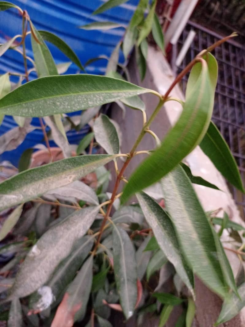 Plants 7
