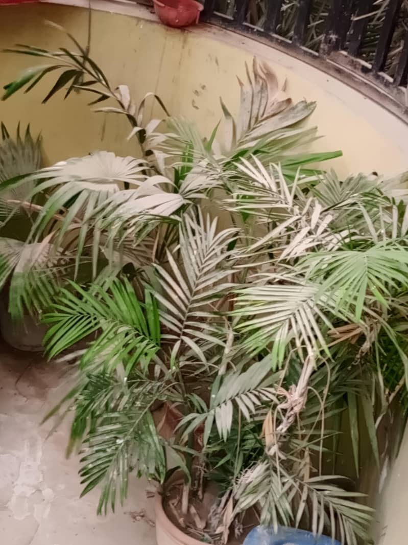 Plants 8