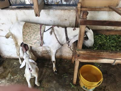 desi bakri 6 dant fresh Sath female baccha 2 month ka