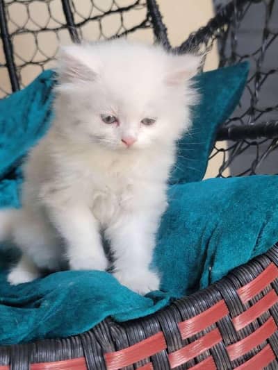 Persian triple coated litter trained kitten available