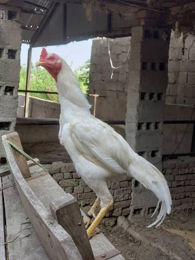 Breeder Aseel Heera Male