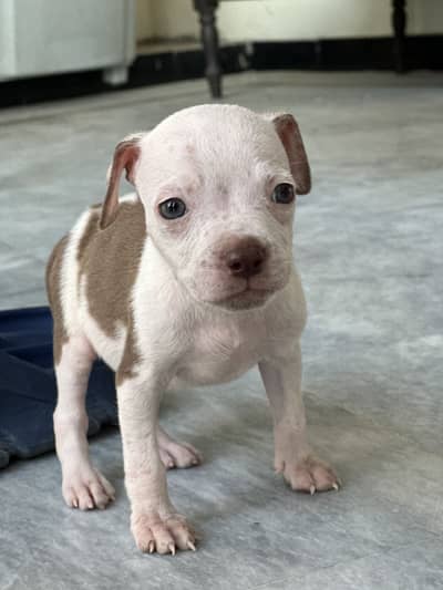 American pitbull puppies