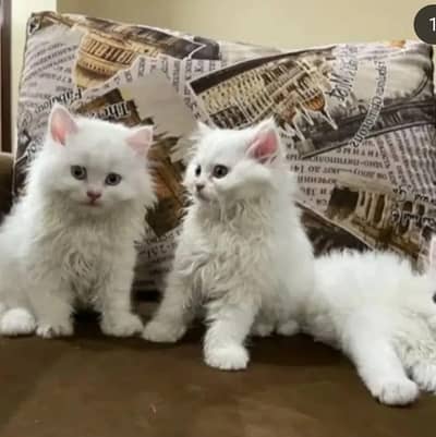 Persian triple coated litter trained kitten available