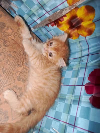 Kittens For Sale.