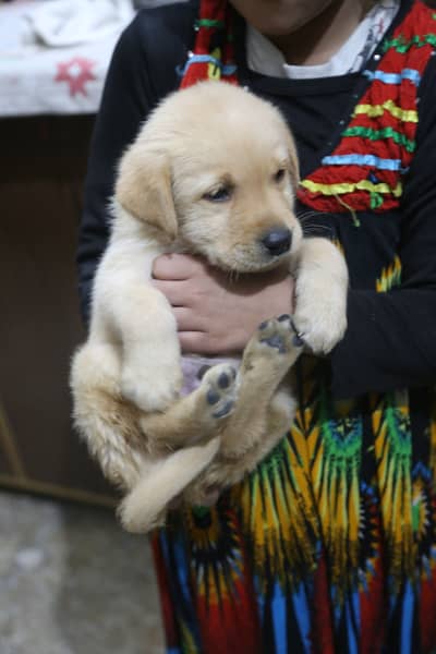 Labrador imported bloodline puppy 0301 461 5555