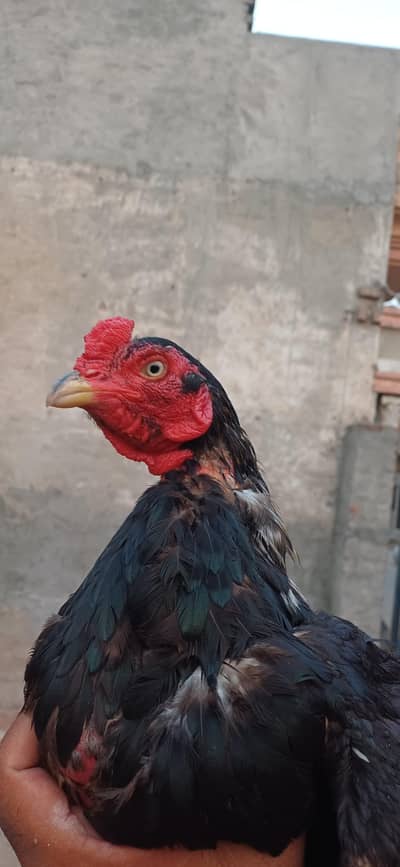 mushka pair sale morgi ande derhi ha buht achi quilty hai