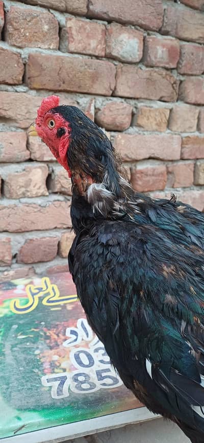 mushka pair sale morgi ande derhi ha buht achi quilty hai