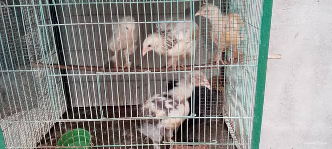 Brahma Chicks For sale
