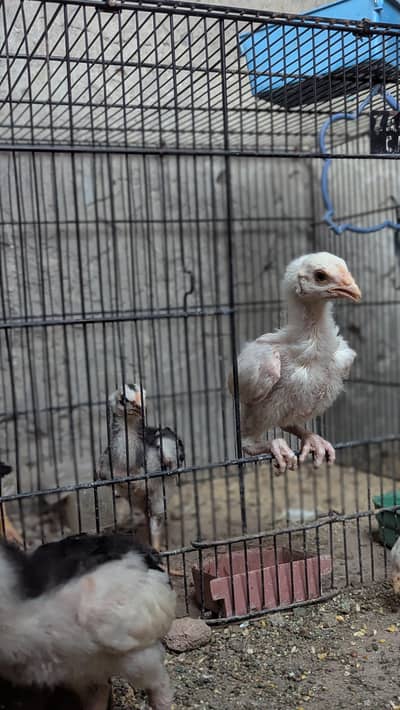 Aseel Shamo chicks Available