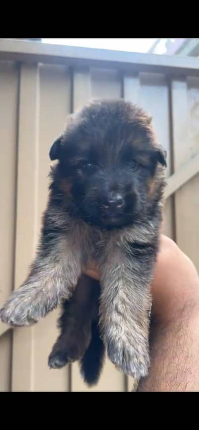 German shepherd | Long coat German shepherd | pedigree puppy