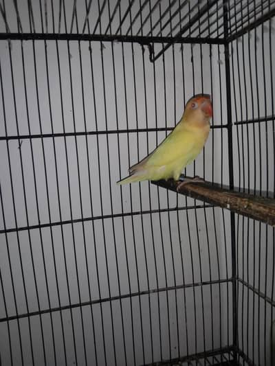 Birds For Sale