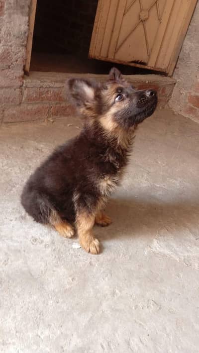 Germen Shepherd Puppy