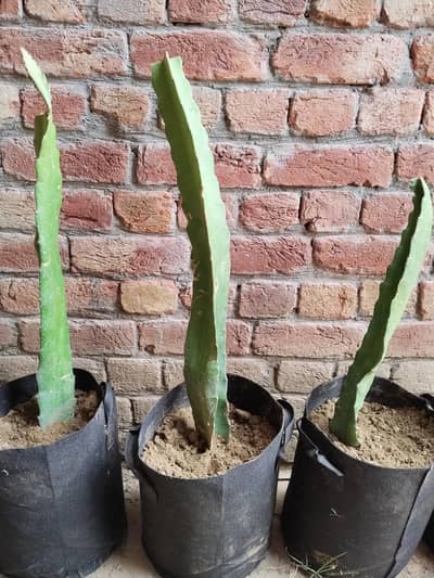 Dragon Fruit plants for sale