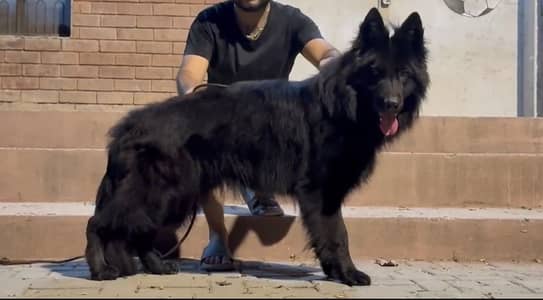 Black German shepherd available for studd