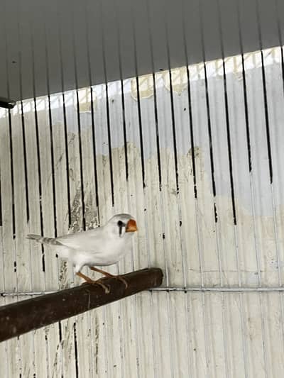 Snow white finch breeder female