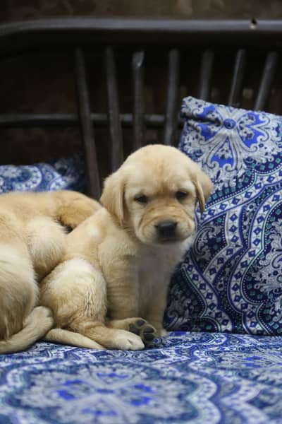 Labrador puppies 03014615555