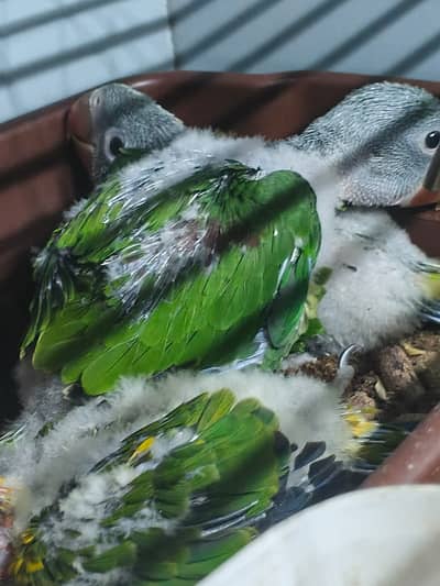 KASHMIRI RAW PARROTS