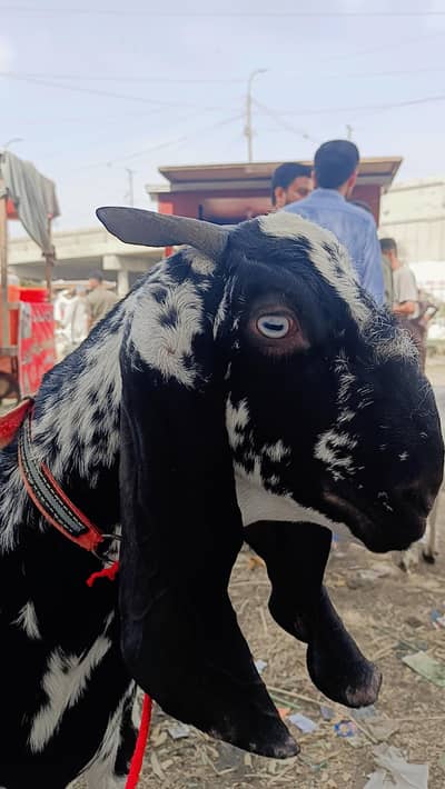 Bakri gabban 3 months