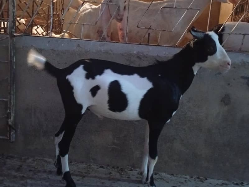 Tedda khassi 2 dant 1