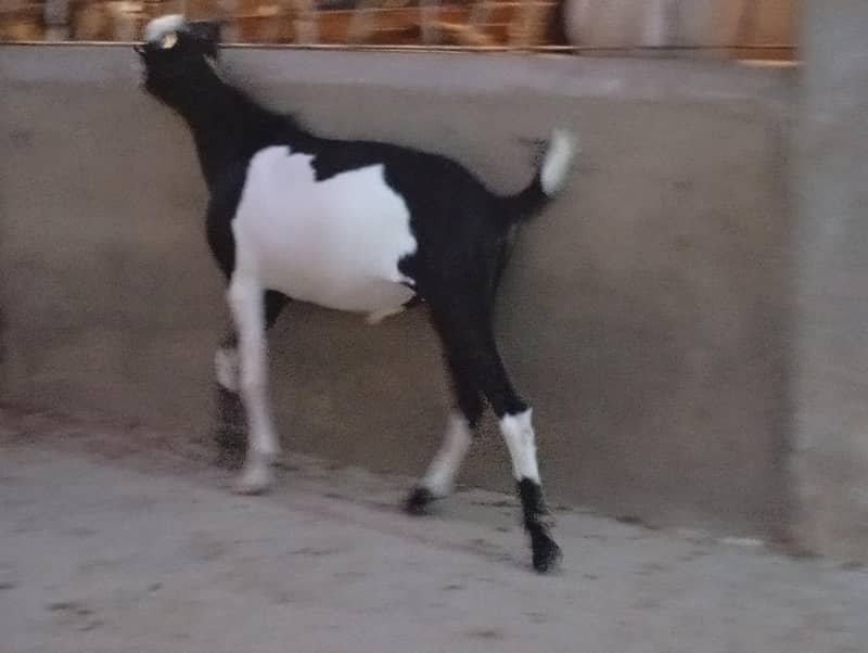 Tedda khassi 2 dant 5